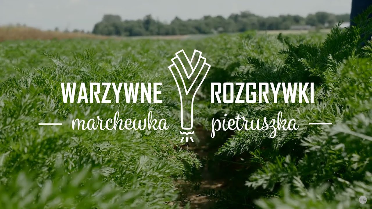 Warzywne rozgrywki #1 – Marchew i pietruszka, czyli pojedynek korzeniowych