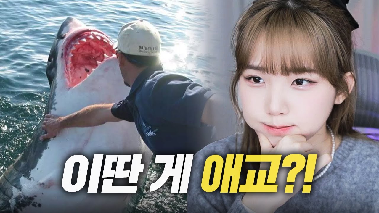 이런 상어면 나도 이길 수 있을 거 같은데?