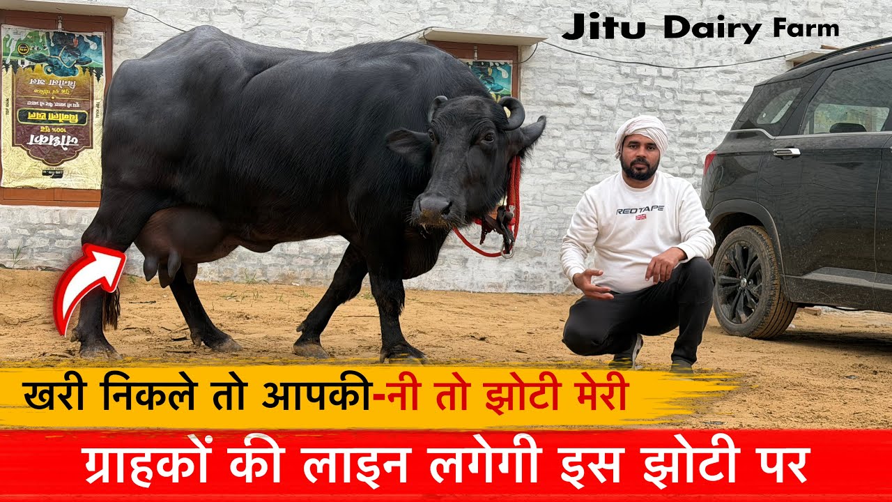 🔴ग्राहकों की लाइन लगेगी इस झोटी पर-24kg से 25kg दूध क्षमता वाली 2026 की टॉपर झोटियों में एक झोटी।