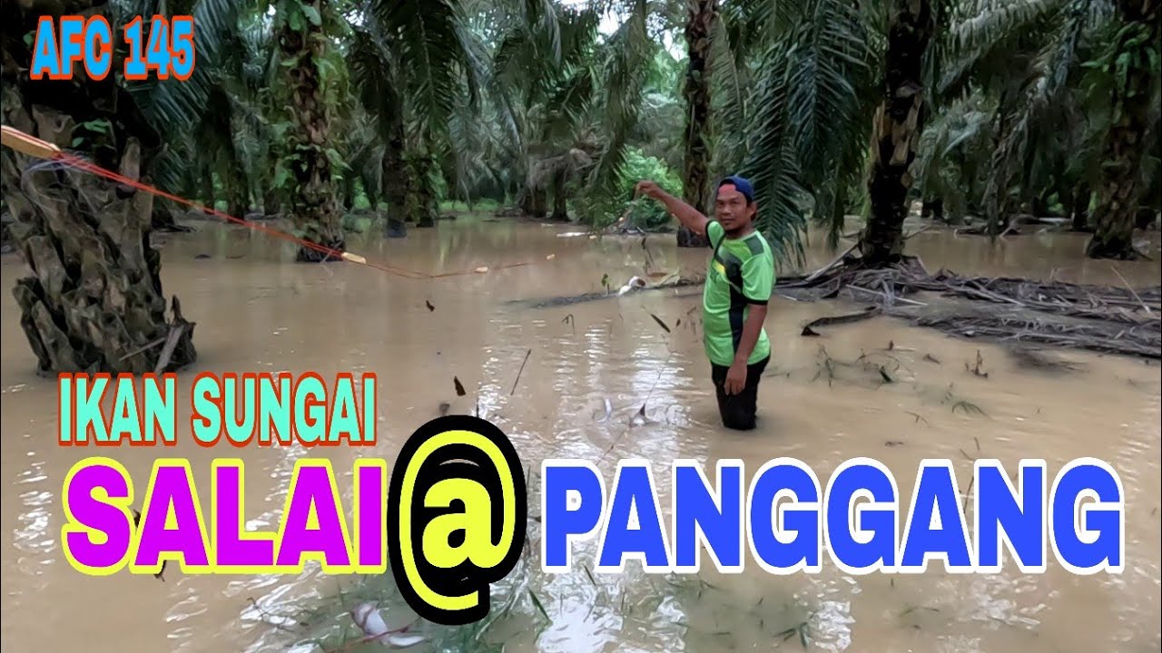 REDAH LADANG BANJIR DEMI IKAN YANG BANYAK. REZEKI 3 RAMADHAN. AFC 145