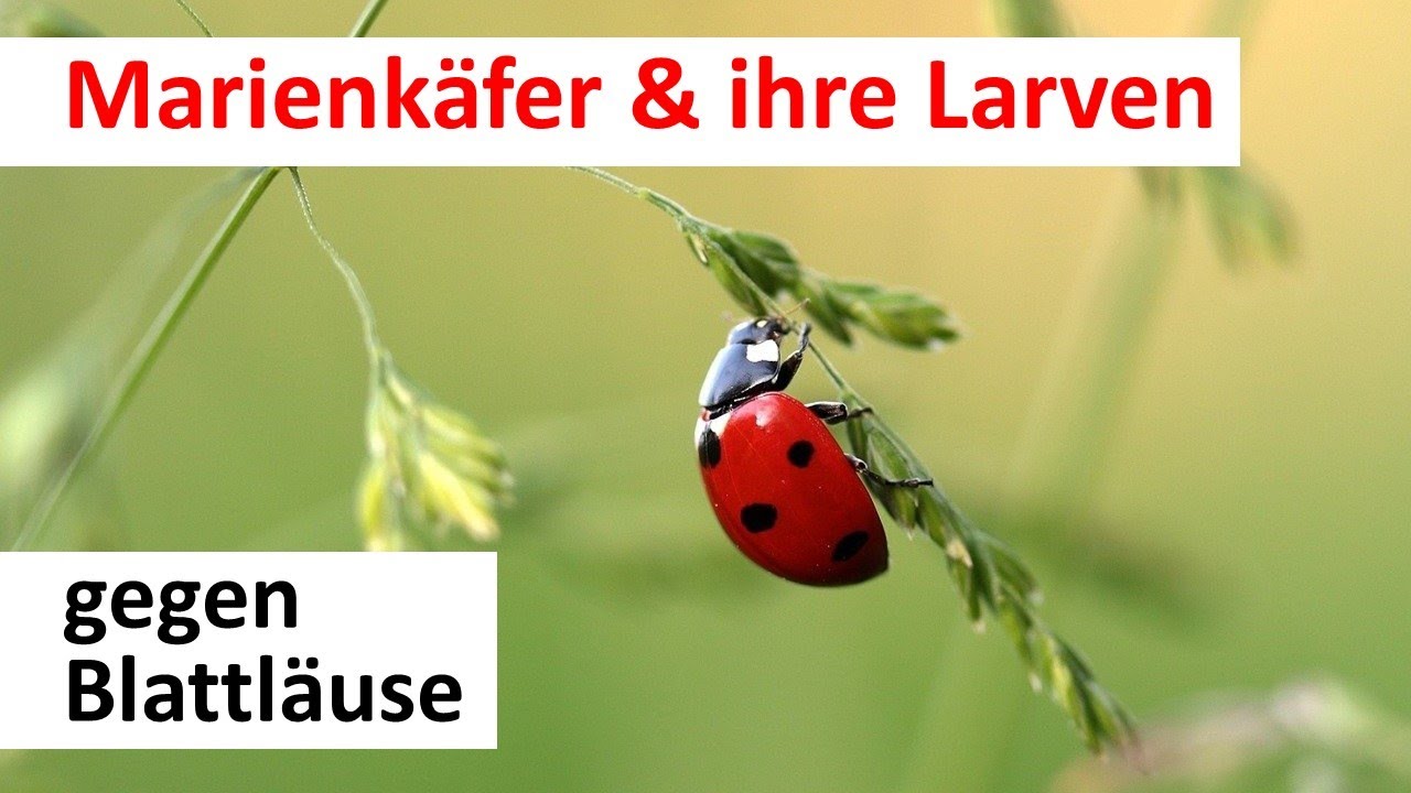 Marienkäferlarven gegen Blattläuse an Chilis