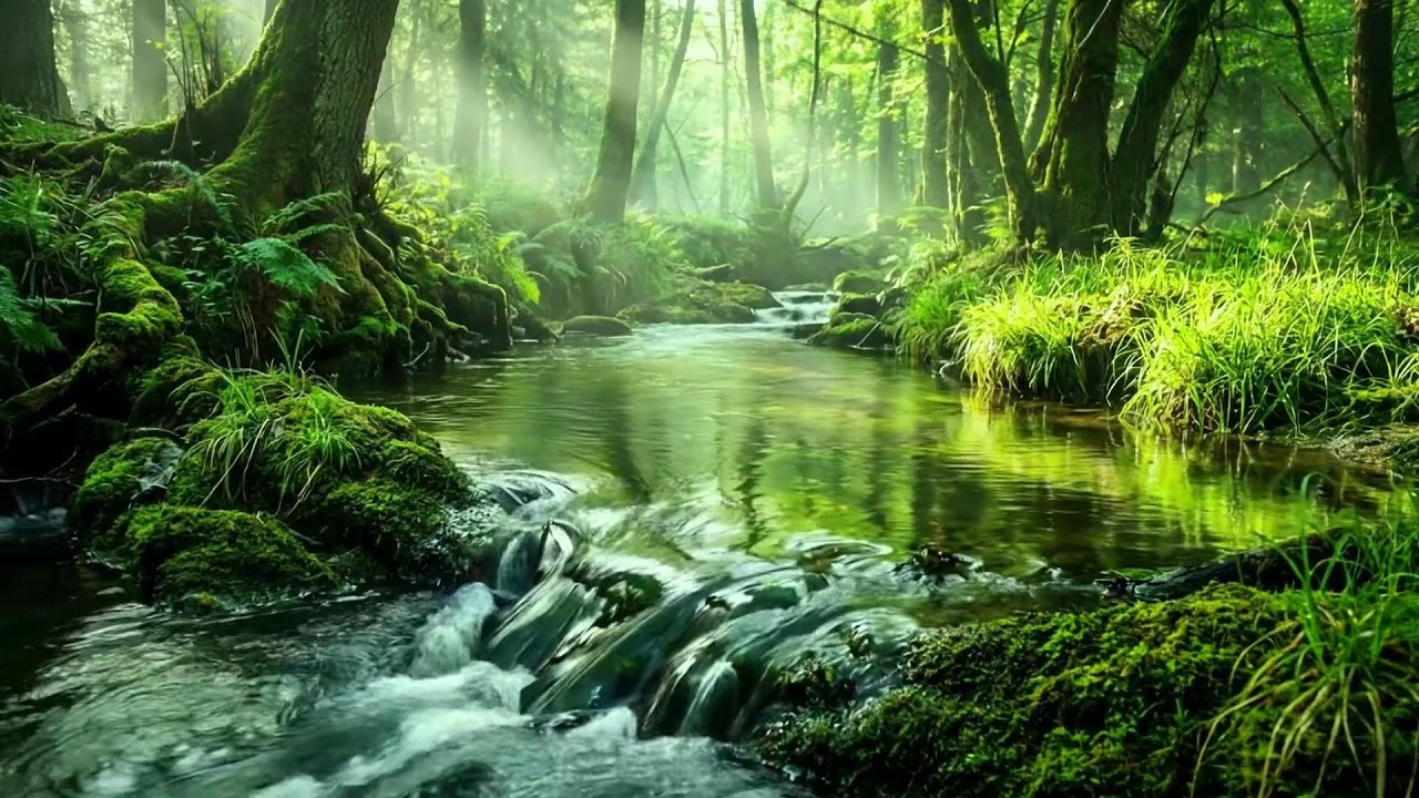 Peaceful Deserted Forest Ambience, Clear Stream Flow and Birds Singing, Ten Hours of Deep Relaxation