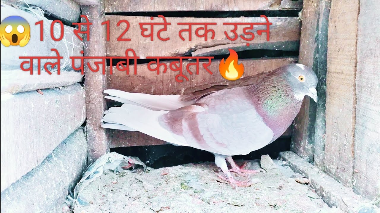 🔥10 se 12 ghante Tak udane wali Punjabi kabutar😱#vairal #video @akramsuperpigonesgurup 