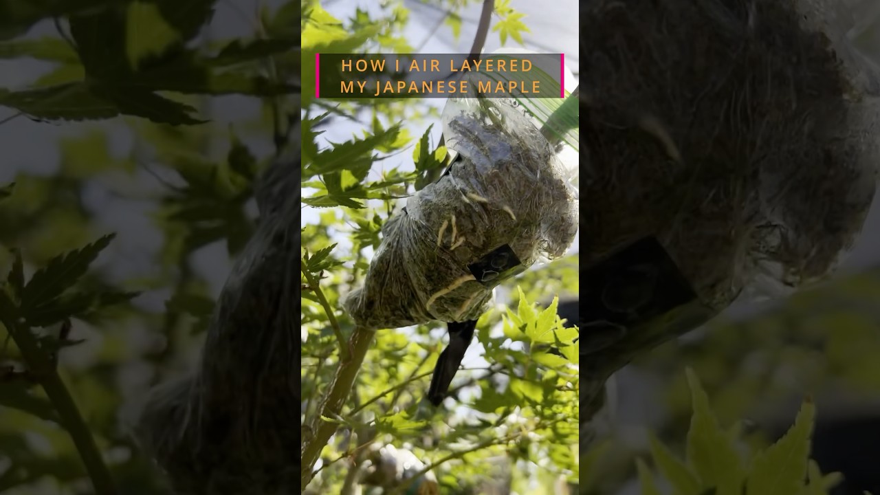 How I Air Layered My Japanese Maple #japanesemaple #airlayering #gardening #propagation #bonsai
