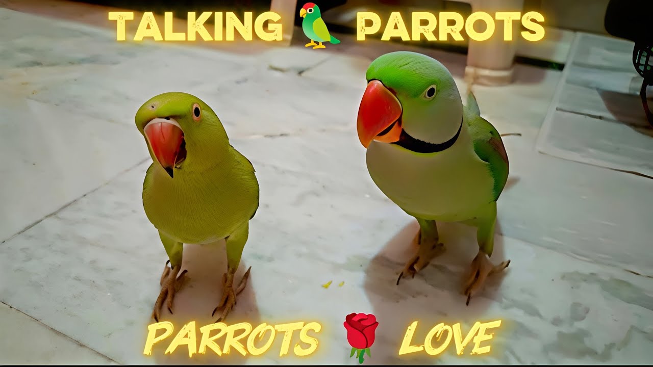 Lovely 🌹Pagal Parrots Love 🦜 Viral Video #talkingparrot #parrot #viralvideo #funny #video 