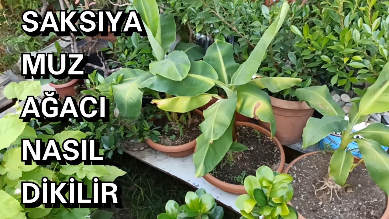 Saksıda Muz Ağacı
