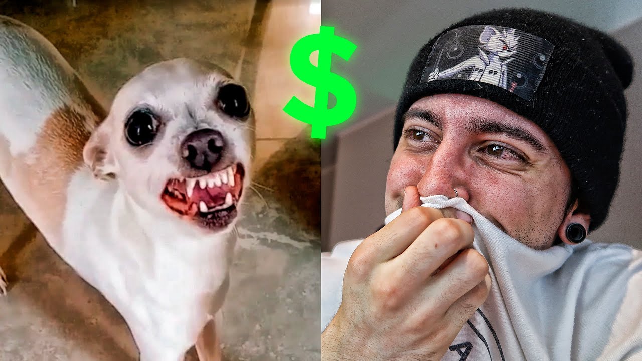 SI ME RIO TE DOY 100 DOLARES 3 | Robleis
