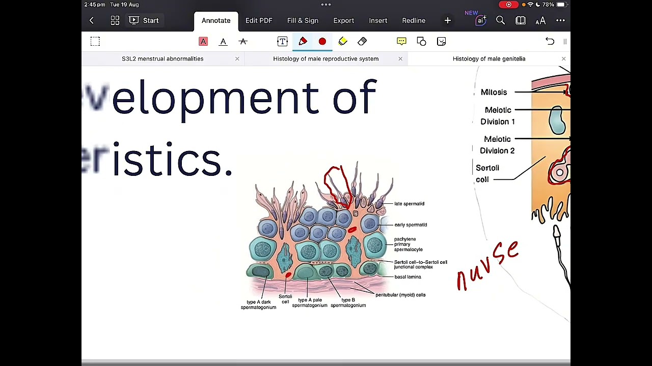 S4 L1 | Histology of male Reproductive system 