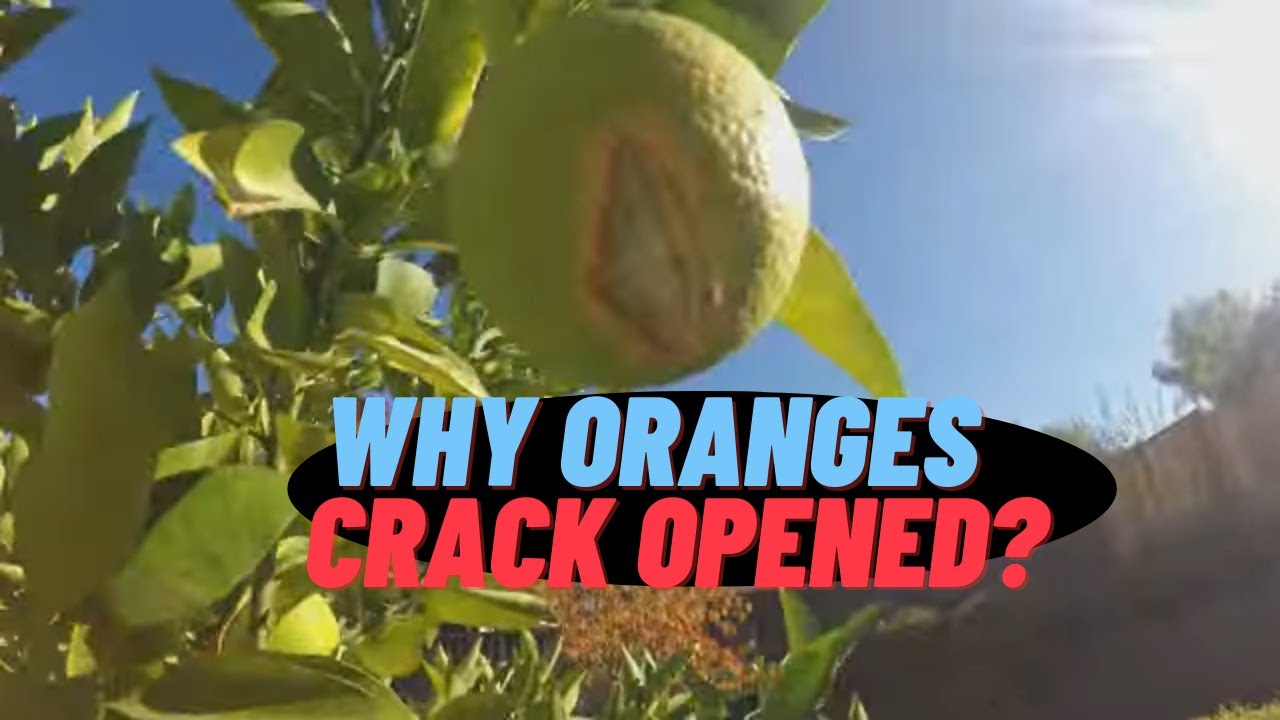 Why Oranges Crack Opened?