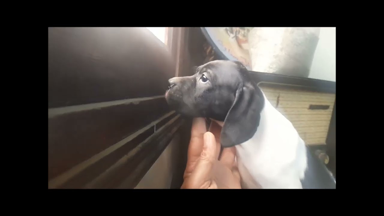 chiotte pointer anglais disponible 0670845435