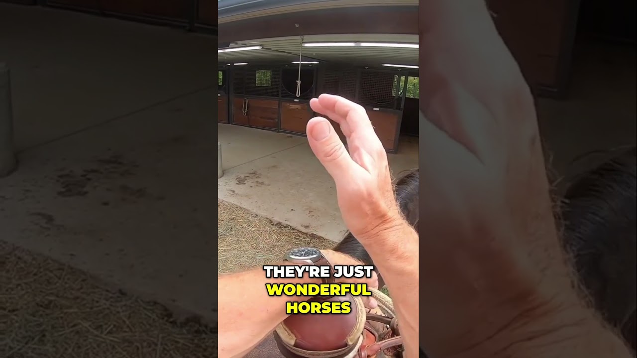 Unlocking The Hidden Potential Of Tennessee Walking Horses