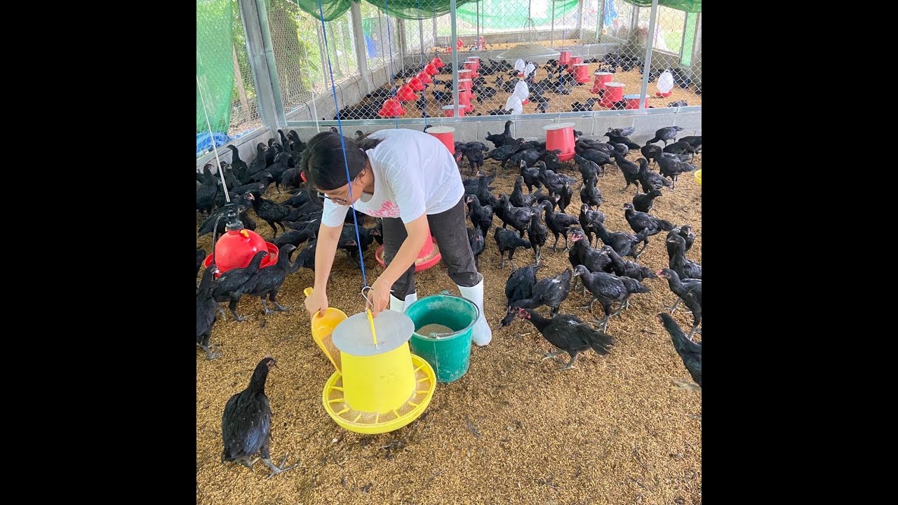 #พิชญ์ชานนฟาร์ม