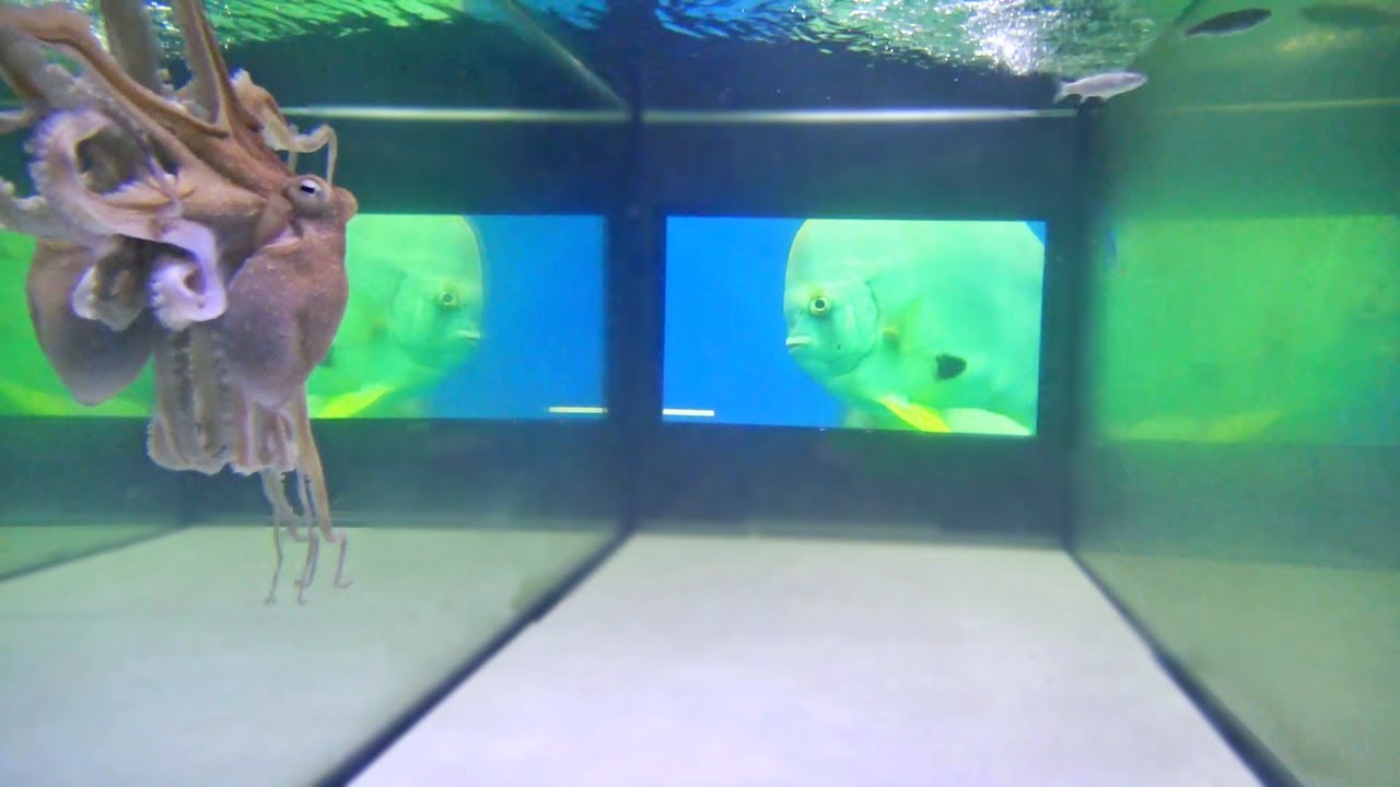 Smart Octopus Reacting to TV Screen