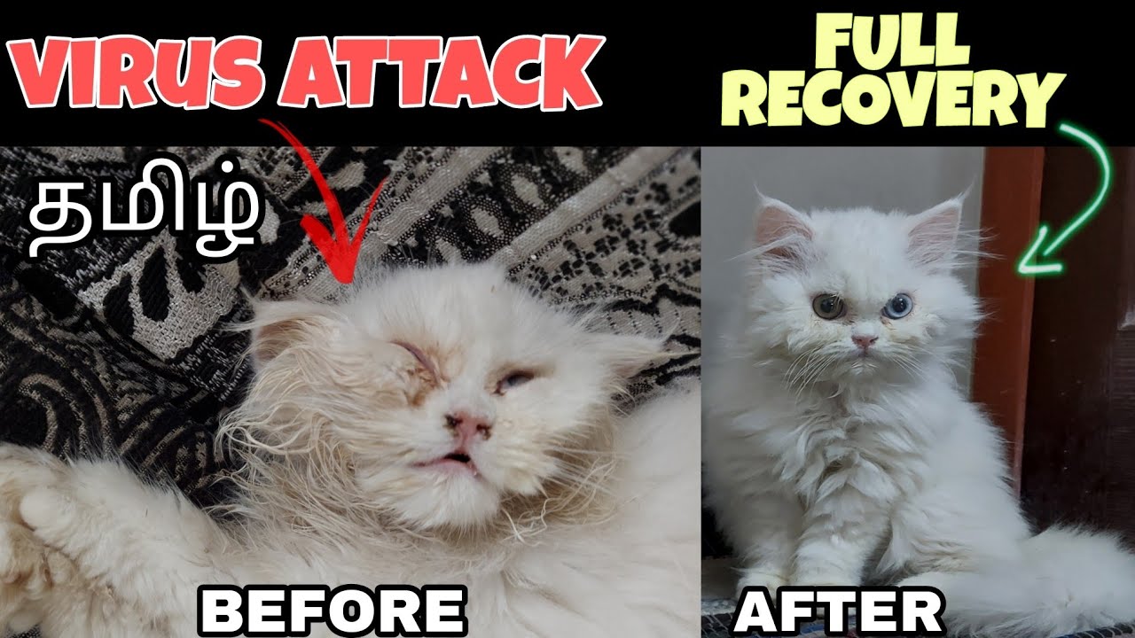 How I Saved my cat from deadly virus | Feline Panleukopenia | cat virus symptoms & Treatment | Tamil