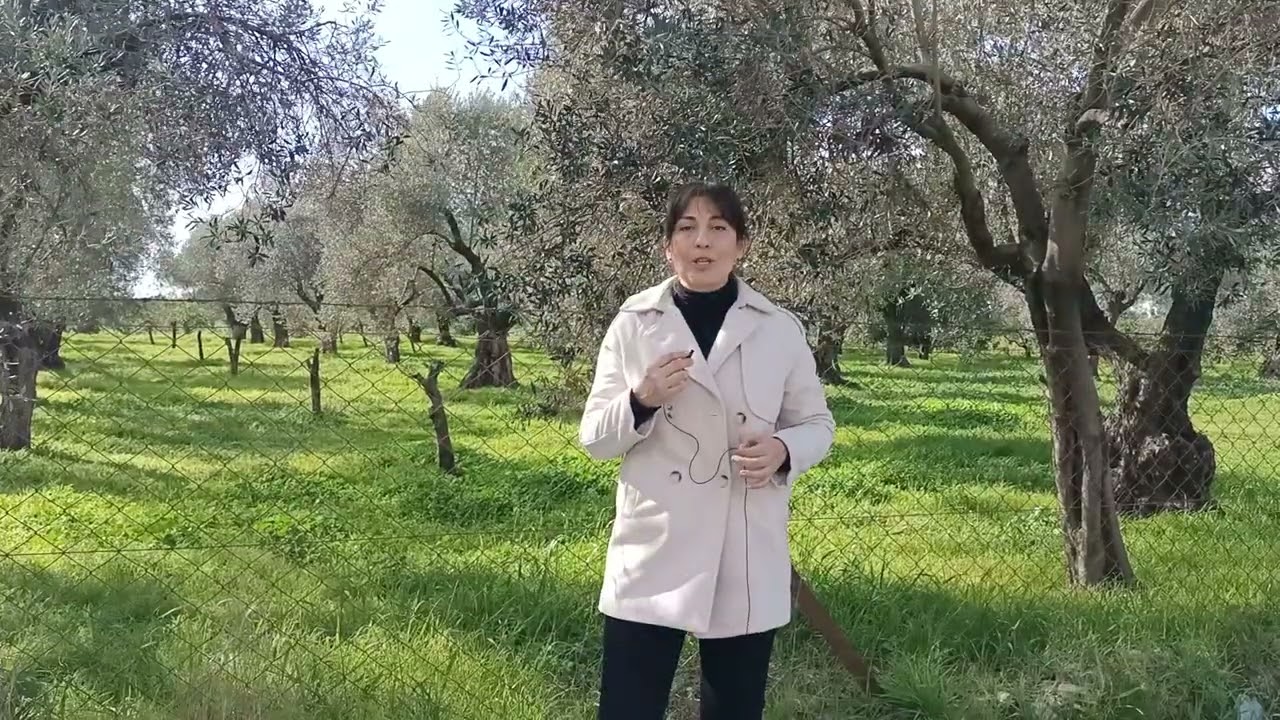 Şubat Ayında Zeytin Bakımı