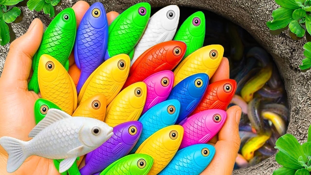 Catch beautiful aquarium fish in small pond baby turtles, cherry fish, pencil fish, platyfish cute .
