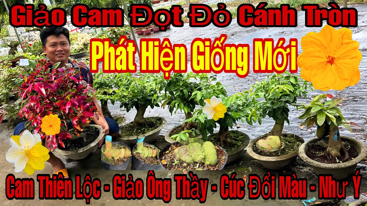 1/3☎️0911425114☎️🌲Mai Vàng Giá Rẻ🌲Cam Thiên Lộc-Giảo Ông Thầy-Cúc Đổi Màu-Giảo Như Ý…🌲
