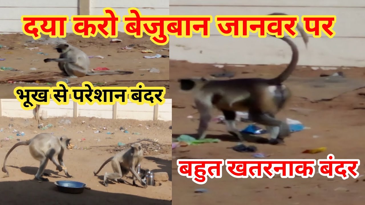 जंगली बंदर की थोड़ी सेवा करो