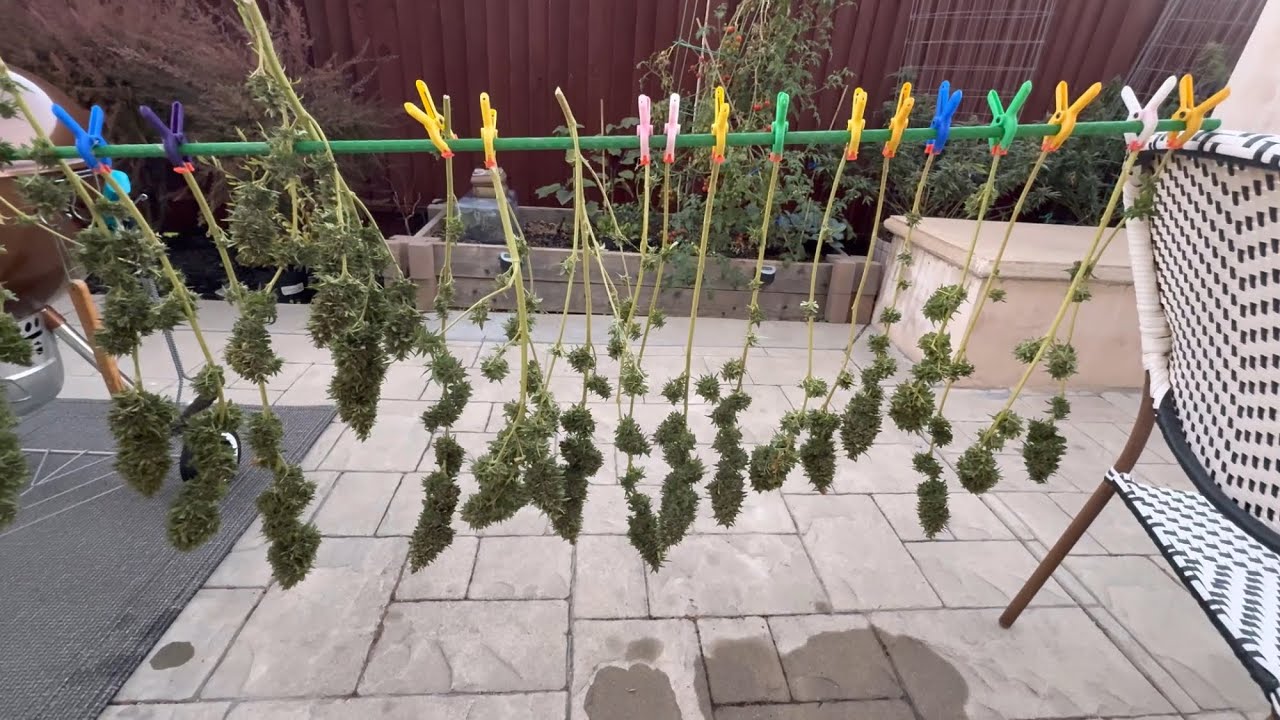 2024 Outdoor Grow Ep 30 Shaman Harvest, BUD WASH & CANNATROL Introduction