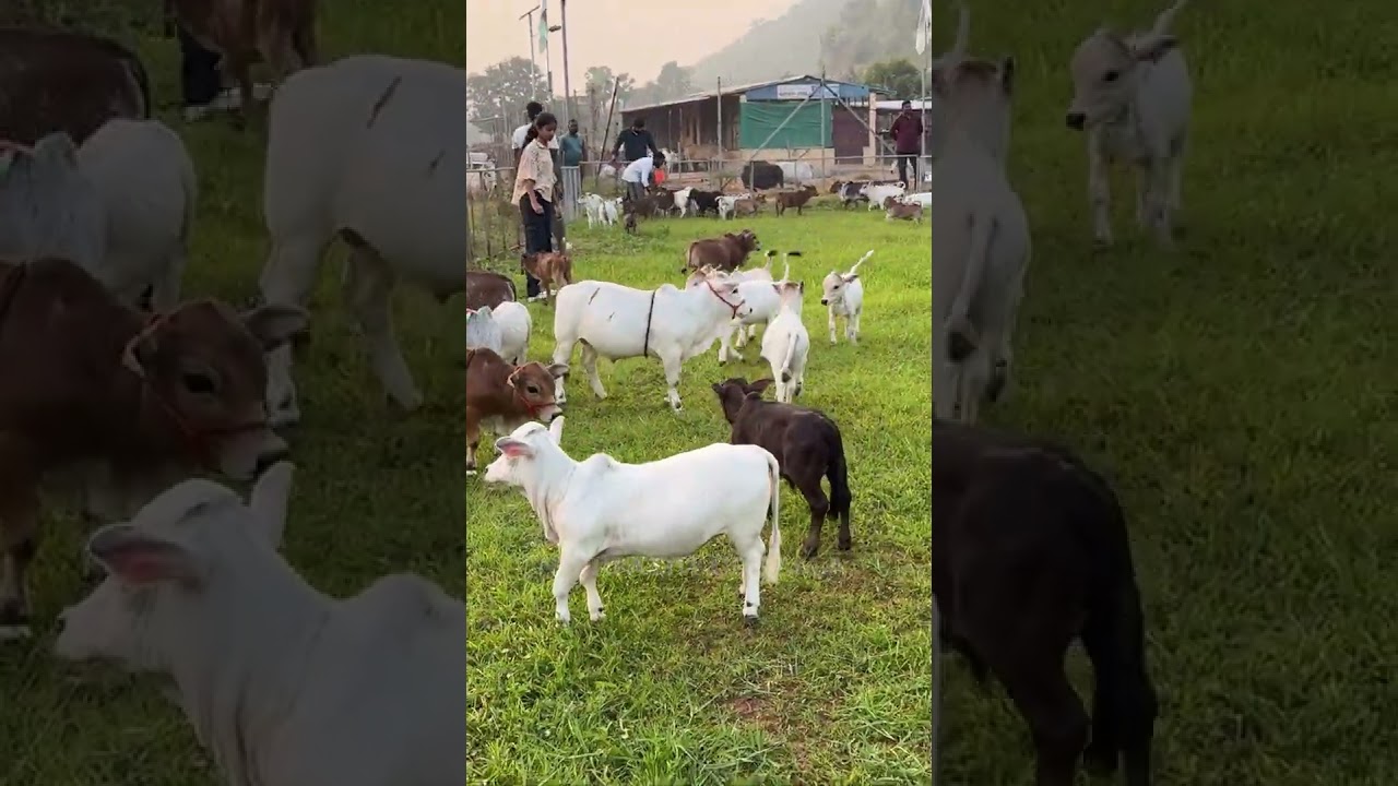 World&rsquo;s Smallest Cows that can be grown in home Nadipathy Cattle (Just 1-2 Feet Tall)