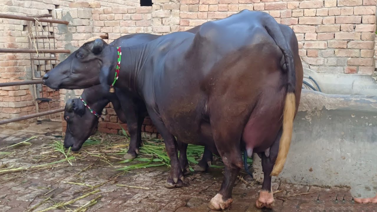 High Milking Pure Nili Ravi Buffalo's for sale in punjab pakistan on youtube 10 July 2025