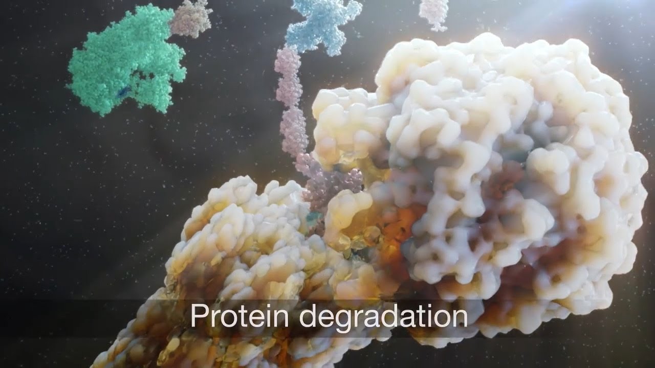 Ubiquitin-Proteasome System | Targeted Protein Degradation