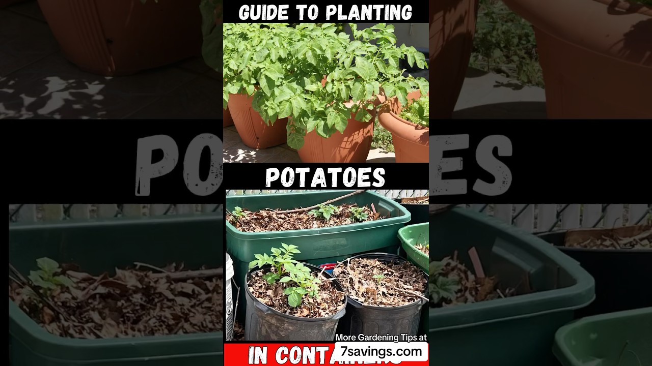 Guide to Planting Potatoes in Containers: Step-by-Step Tutorial On How To Plant Potatoes! #shorts