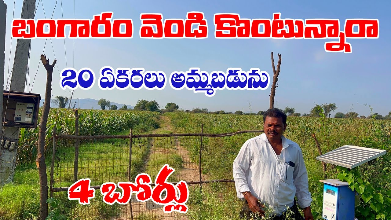 💰Low Budget Land Deal 20 ఎకరాలు అమ్మబడును | నీటి సౌకర్యం ఉన్న వ్యవసాయ భూమి Sale near Macherla￼