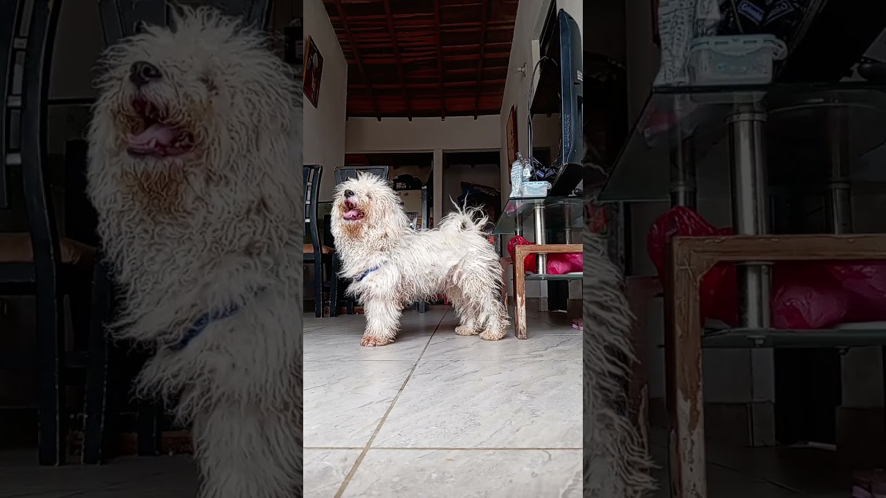 El perro juguetón y yo 😭