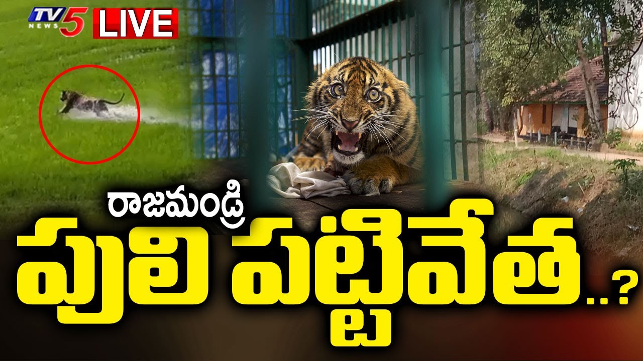 LIVE UPDATES : రాజమండ్రి పులి పట్టివేత.? | Rajahmundry Tiger Operastion with AI | TV5 News