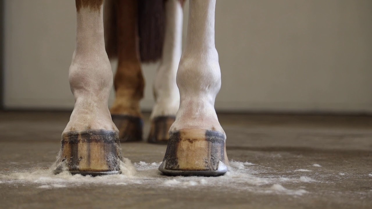 How To Clip a Horse's Legs | WAHL Adelar Pro