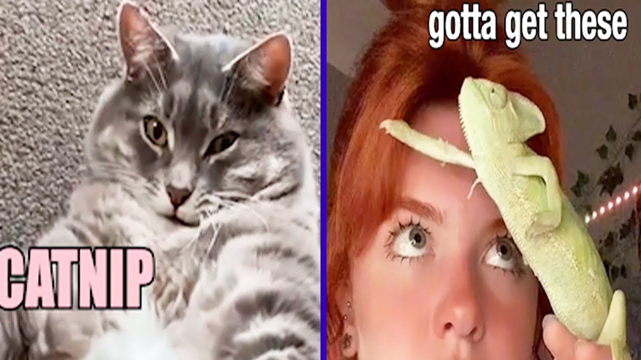 The Best Animal Voiceovers of 2023 (part 1)