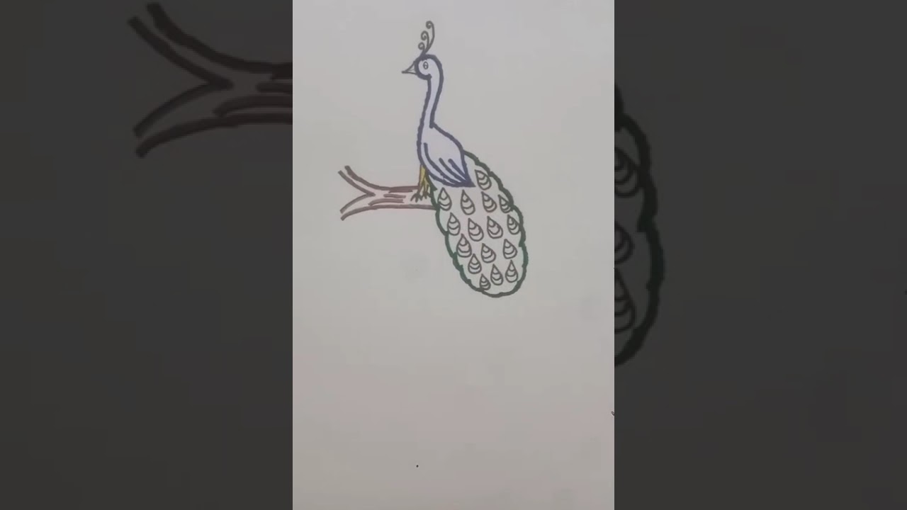 Peacock 🦚 art