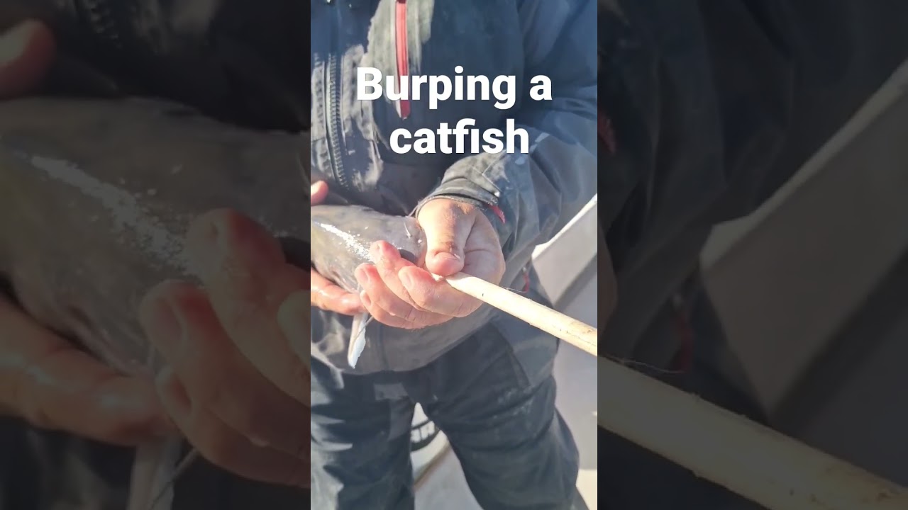 burping a deep caught catfish!! #bestfishing #captainredbeard