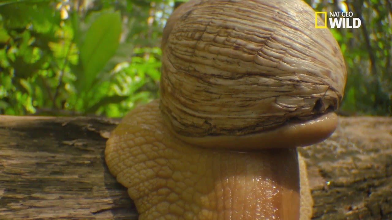L'escargot géant africain