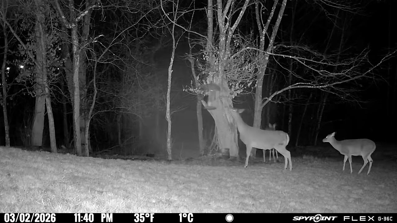 Trail Camera footage 03/02/2026