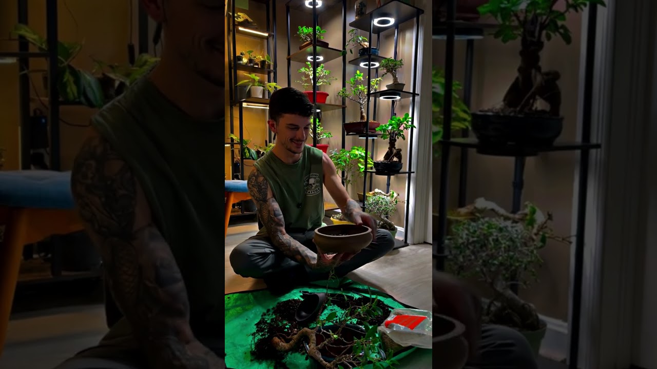 tiger bark ficus repot and chatting
