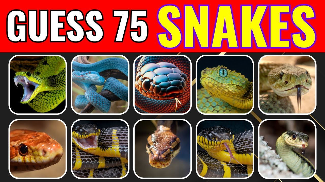 Venom Roulette: Deadly or Harmless? Guess the Snake Challenge