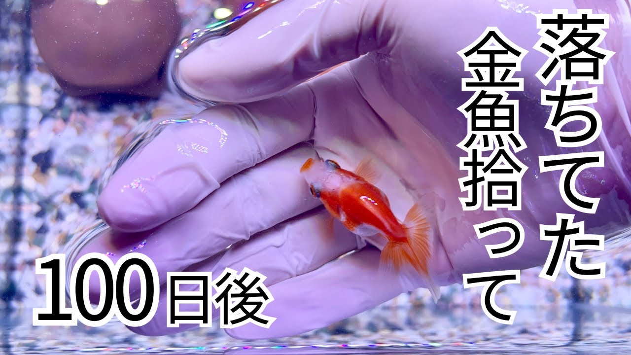 落ちてた金魚拾って100日後