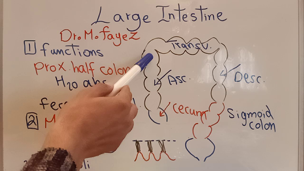 Large intestine Dr Mohamed Fayez