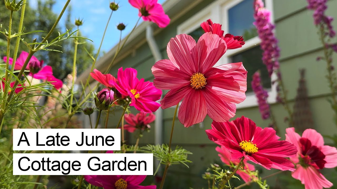 A Blooming Backyard Cottage Garden | June Update & Tour