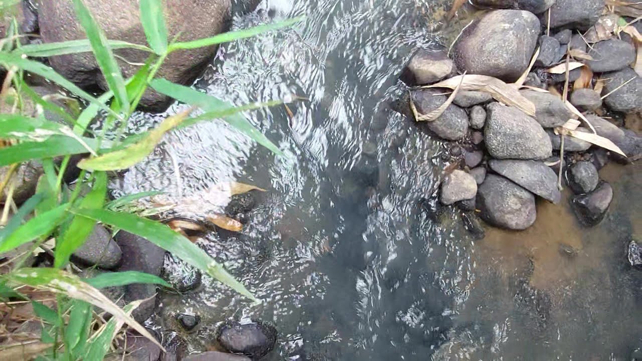Turun Harga jadi 250 juta‼️ Tanah Pinggir Sungai Villa Sederhana . Ada Saung Dan Kolam Ikan