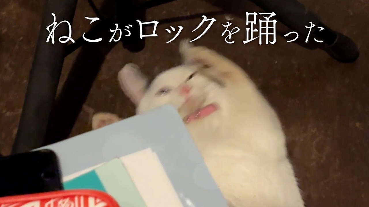 ねこがロックを踊った　亀有KIDBOX・にたないけん企画の奇跡