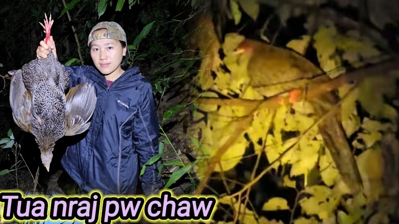 Yos hav zoov Tua ncaj chaw pw thb tua nas tua noog.ยิงกระรอก.Go into the forest to shoot squirrels.