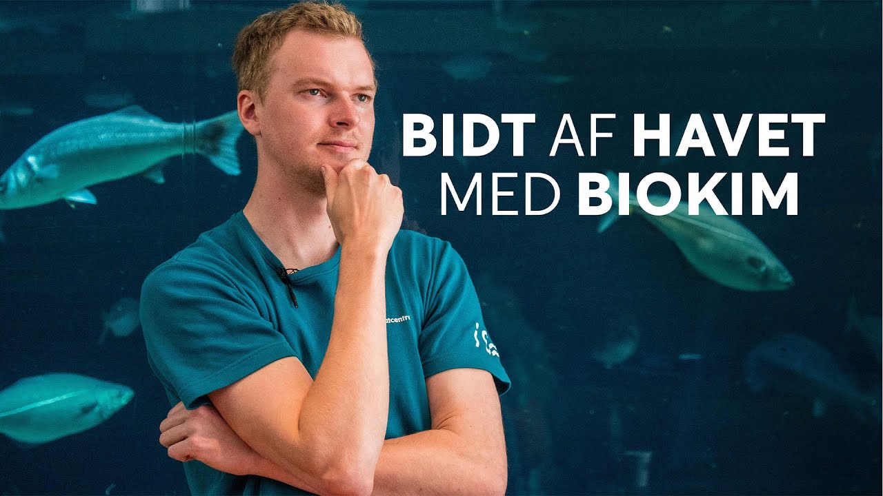BIDT AF HAVET MED BIOKIM - Strømlinede sæler