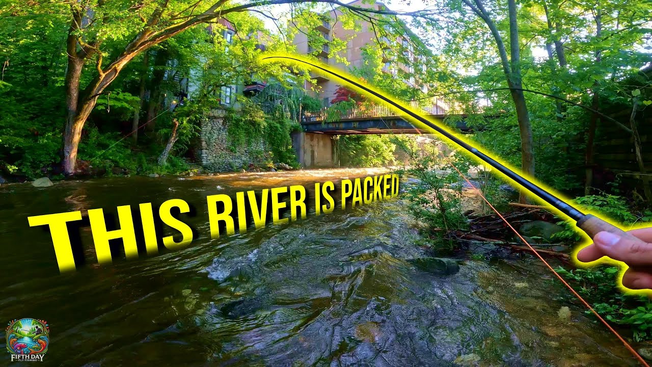 Trout Fishing Gatlinburg - CRAZY Town, LOADED Stream! (Fly Fishing for Trout)