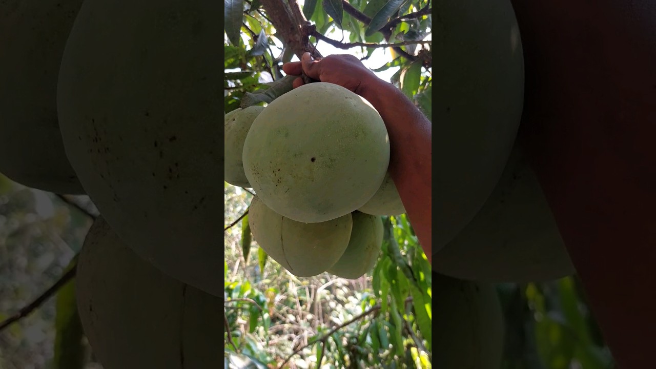 big mango harvesting 🥭