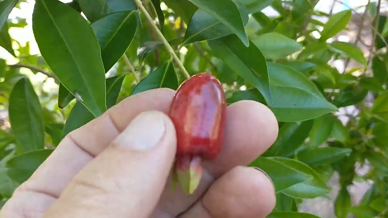 Cherry of the Rio Grande Fruit Tasting