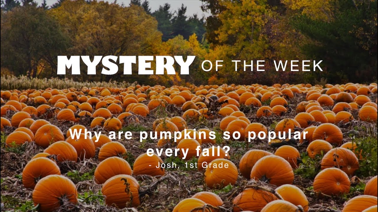 Why are pumpkins so popular every fall?