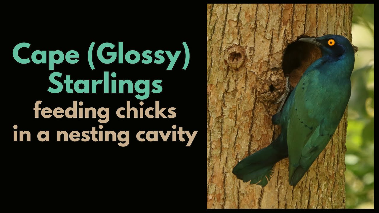 Cape Glossy Starlings feeding chicks in the nest - a short timeline of events